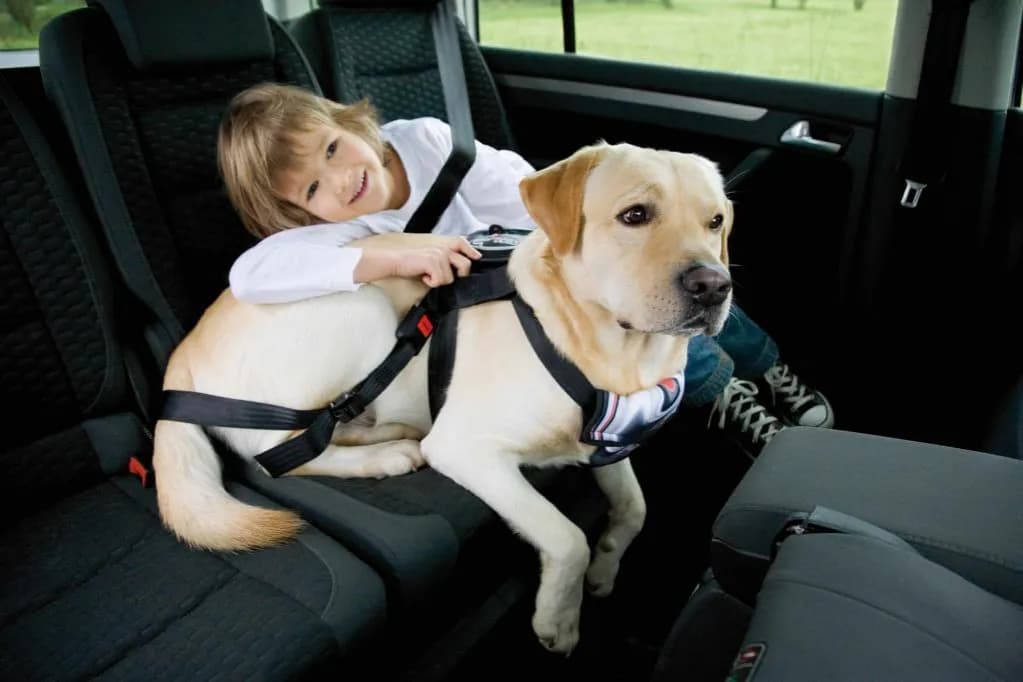 Sicherheitsgurt Hunde: So schützen Sie Ihren Vierbeiner im Auto